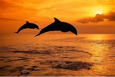 带着猫一起流浪 《迷失》推出宠物用具周边